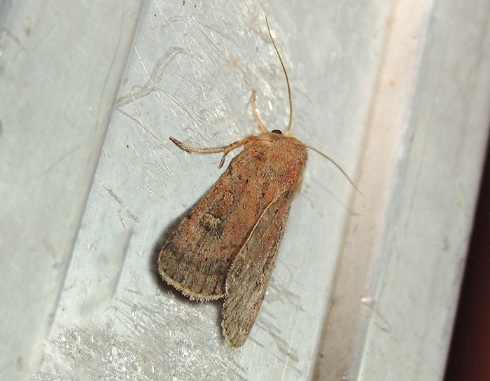 Xestia xanthographa Noctuidae